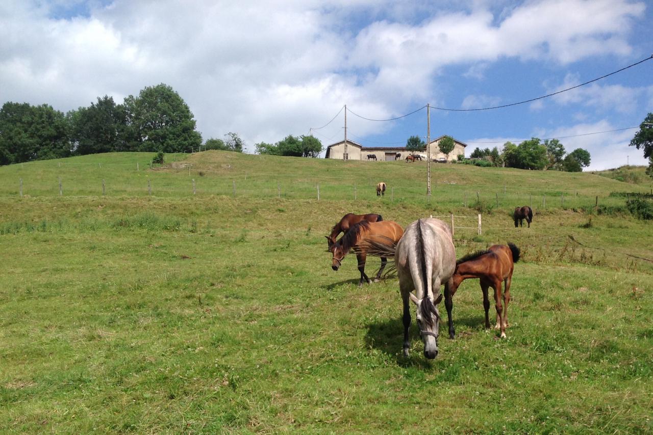 Pension - Valorisation chevaux - Elevage PSL et PRE
