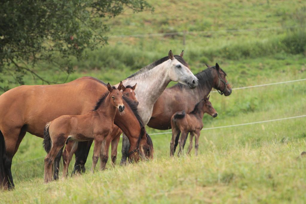 Pension - Valorisation chevaux - Elevage PSL et PRE