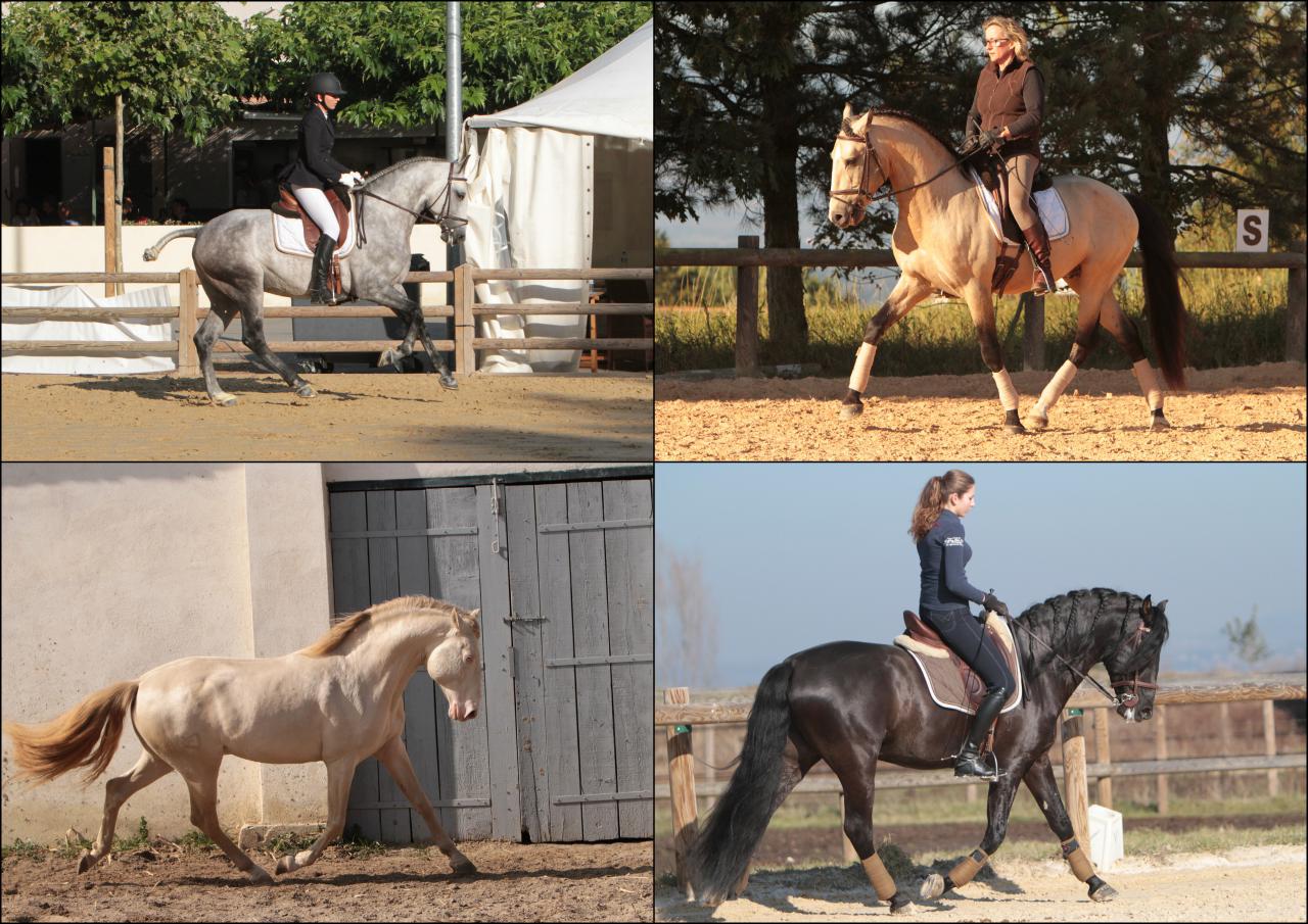 Pension - Valorisation chevaux - Elevage PSL et PRE