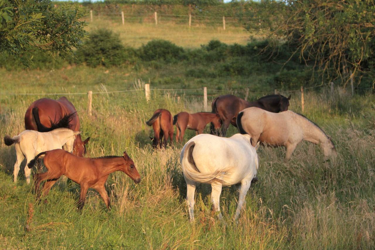 Pension - Valorisation chevaux - Elevage PSL et PRE
