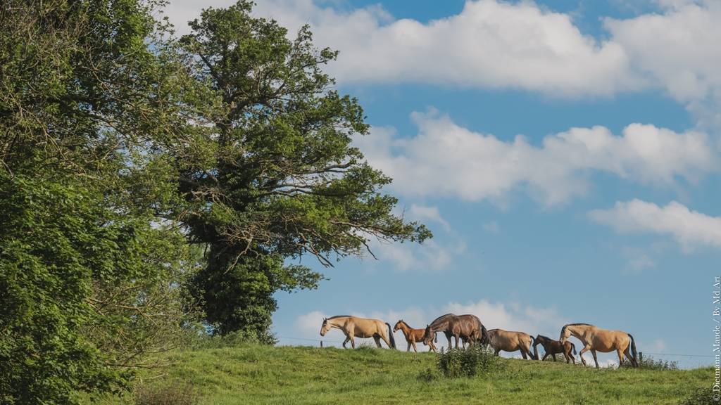 Pension - Valorisation chevaux - Elevage PSL et PRE