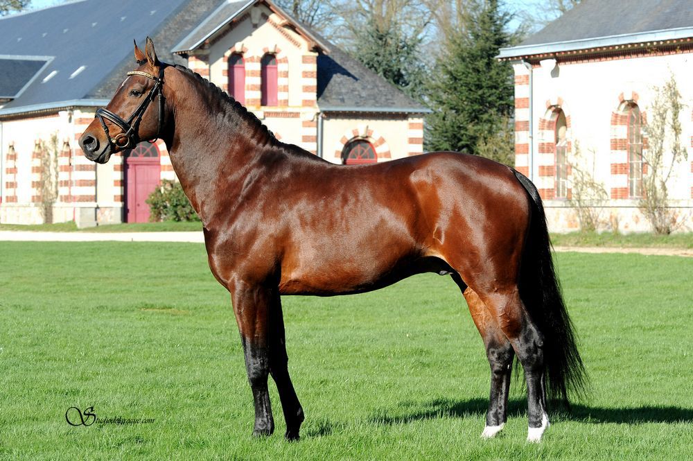 Saillies de ZZ TOP - ETALON DE SPORT 