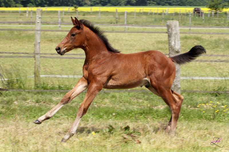 Saillies de ZZ TOP - ETALON DE SPORT 