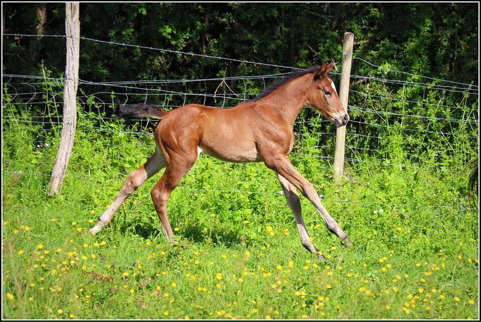 Saillies de ZZ TOP - ETALON DE SPORT 