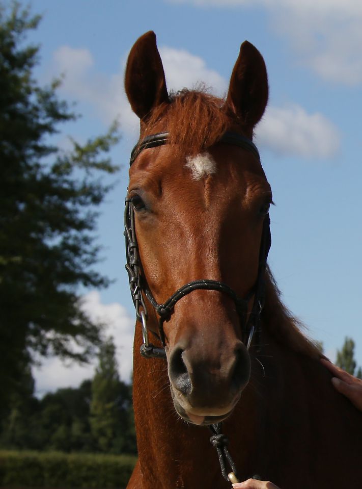 Saillies de ZZ TOP - ETALON DE SPORT 