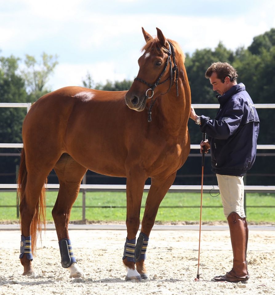 Saillies de ZZ TOP - ETALON DE SPORT 