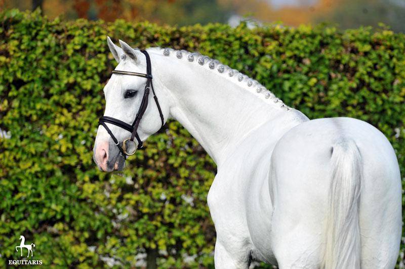 Colestus - 2006 - Gris - 1M70 - Westphalien