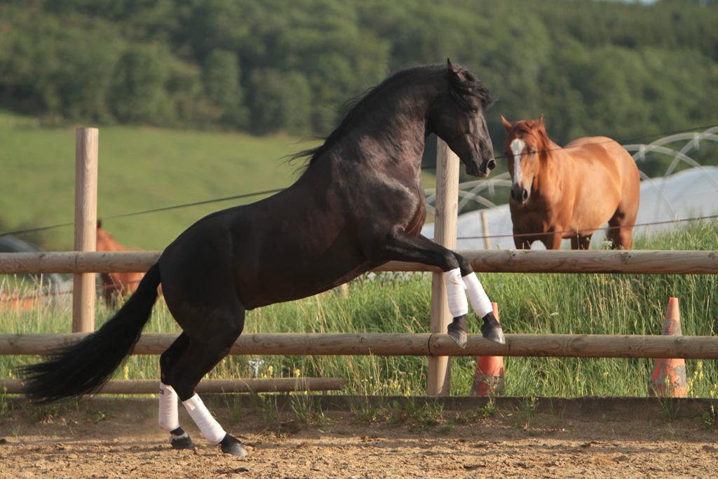 Saillie Ténorio de Verlin - Etalon Pure Race Espagnole 