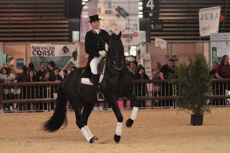 Saillie Ténorio de Verlin - Etalon Pure Race Espagnole 