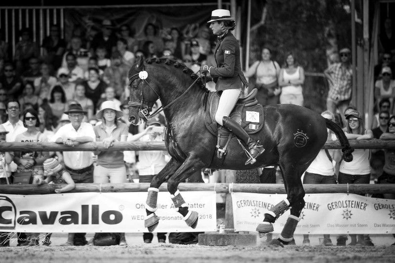 Saillie Ténorio de Verlin - Etalon Pure Race Espagnole 