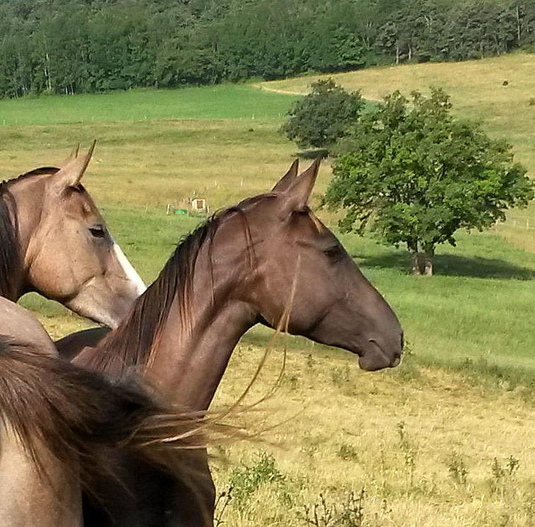 Ak Chalasyne, jument Akhal Teke de pur sang,
