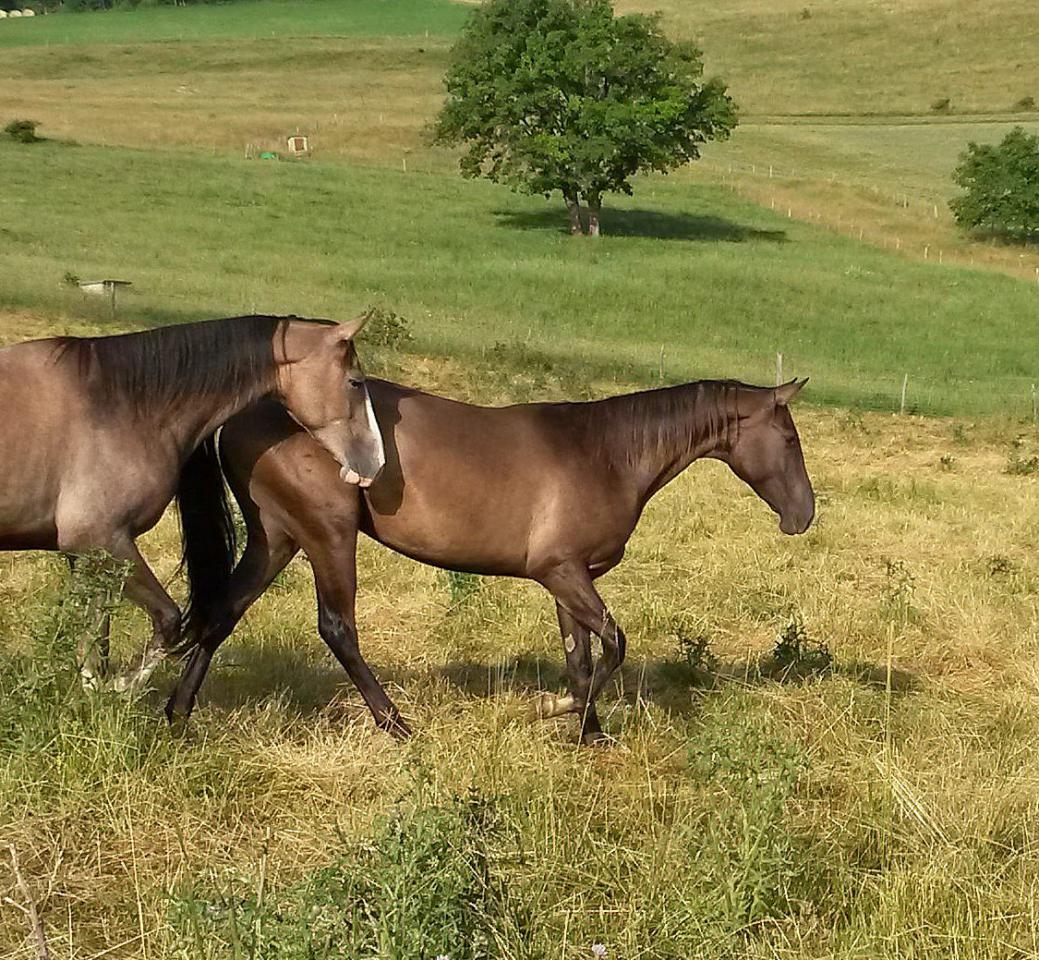 Ak Chalasyne, jument Akhal Teke de pur sang,
