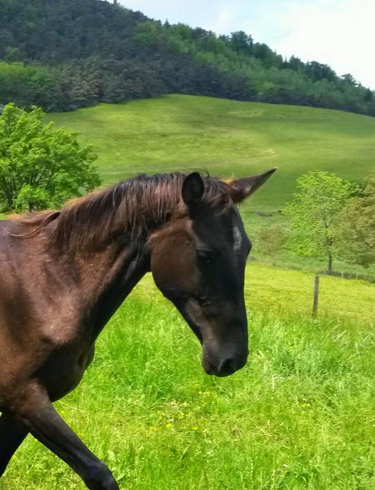 Ak Chalasyne, jument Akhal Teke de pur sang,