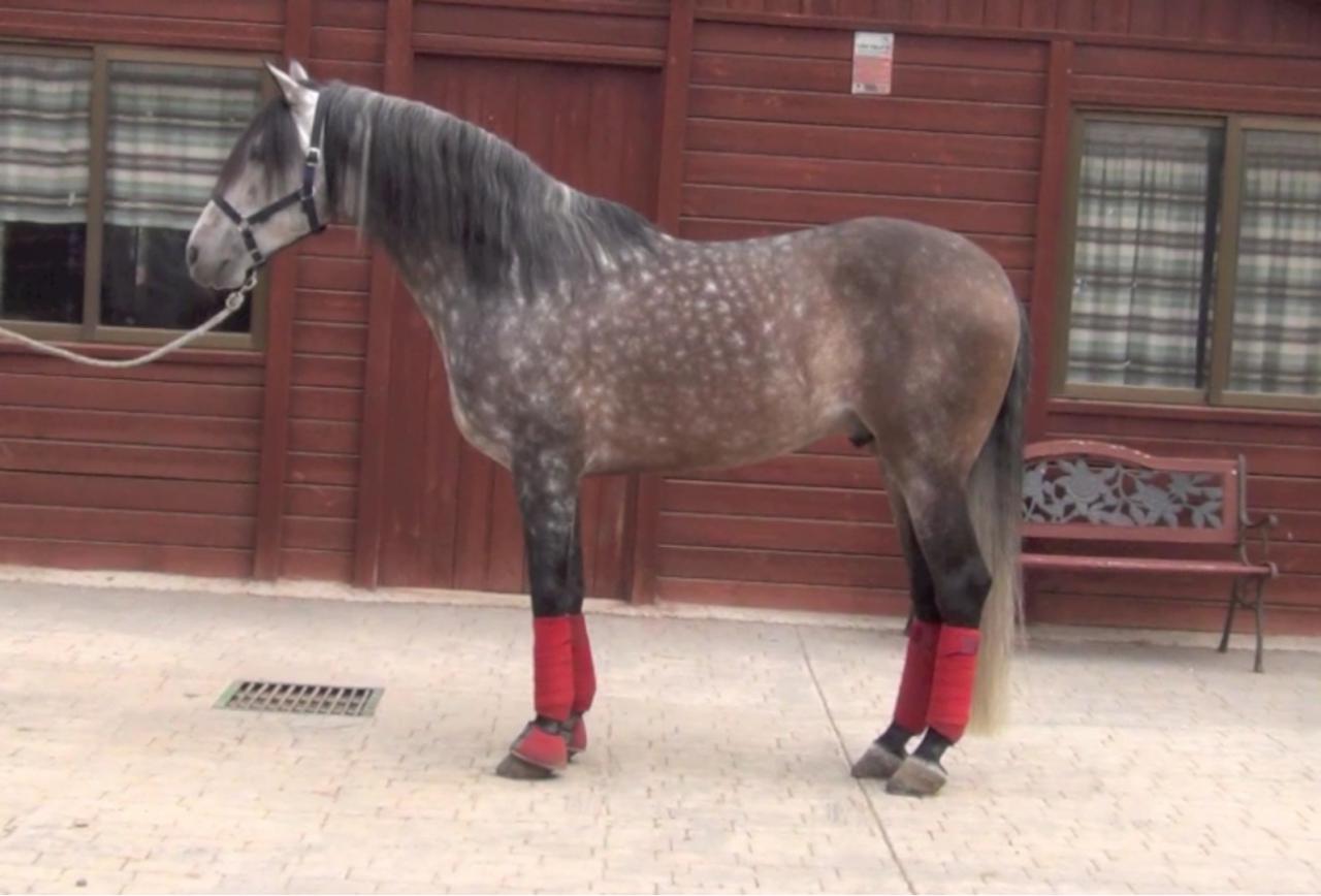 MAGNIFIQUE ETALON POUR LE DRESSAGE