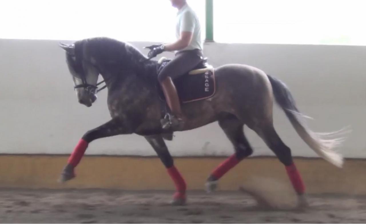 MAGNIFIQUE ETALON POUR LE DRESSAGE