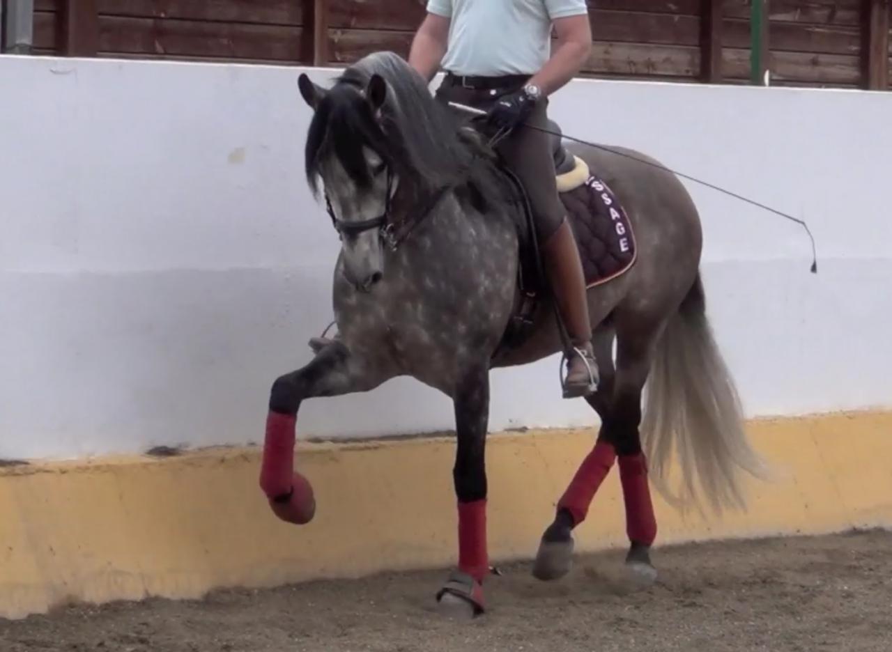 MAGNIFIQUE ETALON POUR LE DRESSAGE