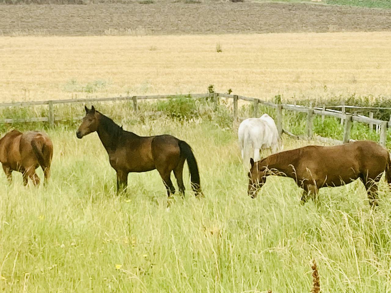 PENSION CHEVAUX ECURIE DE PROPRIETAIRES (ESSONNE 91)
