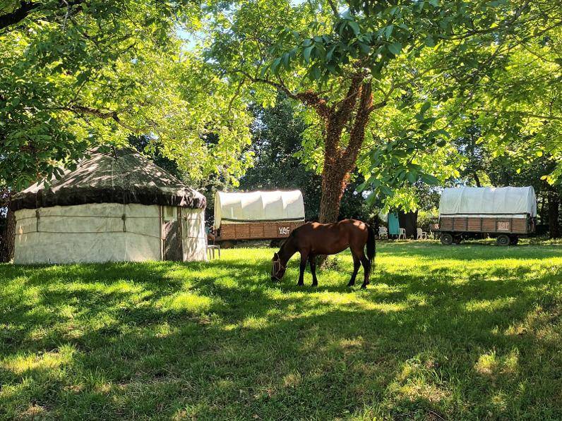 Communication Intuitive&reg; avec les animaux