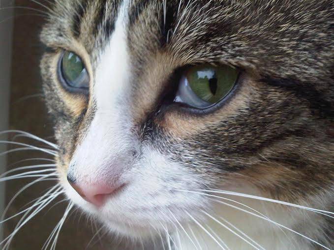 D&eacute;veloppement personnel guid&eacute; par le cheval