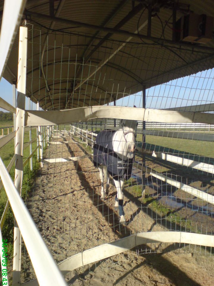 Marcheur Ovale Speed Horse Training jusqu'à 30 chevaux