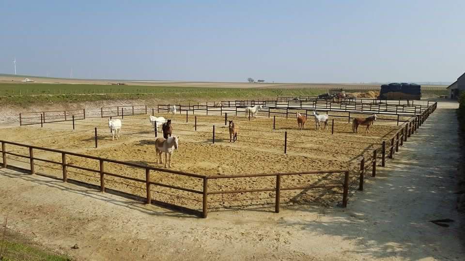 PENSION PONEY ET CHEVAUX  A 15 MN REIMS DANS LE 08