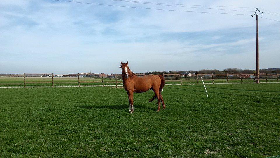 PENSION PONEY ET CHEVAUX  A 15 MN REIMS DANS LE 08
