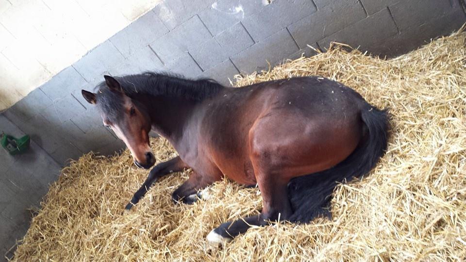 PENSION PONEY ET CHEVAUX  A 15 MN REIMS DANS LE 08