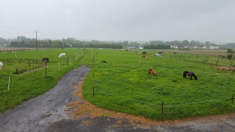 PENSION PONEY ET CHEVAUX  A 15 MN REIMS DANS LE 08