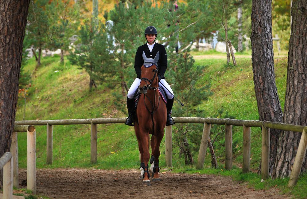 Pension chevaux Fontainebleau Arbonne Équitation