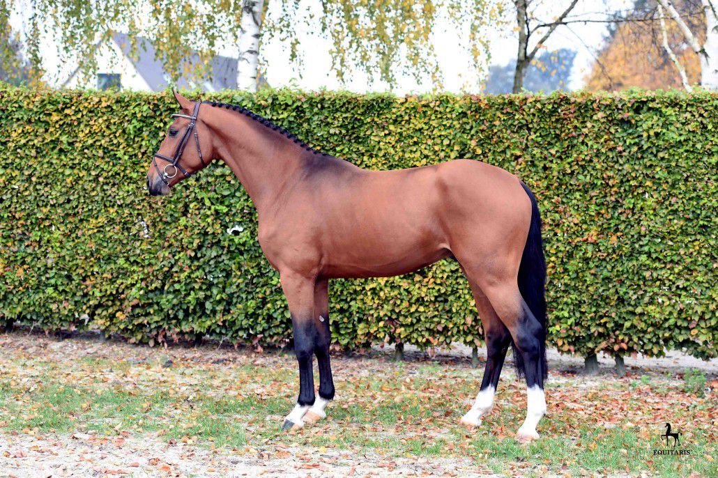 Comme le père - bai - 1M68 - Rheinland