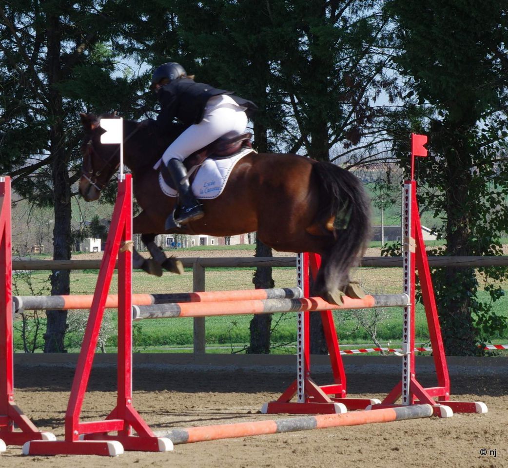 Bon potentiel sportif et excellentes origines