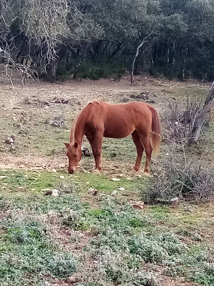 Pension pour chevaux