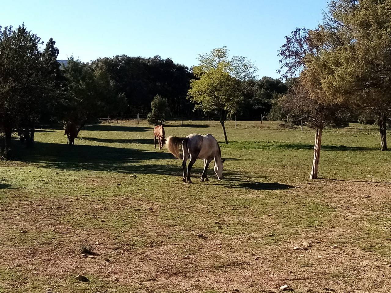 Pension pour chevaux