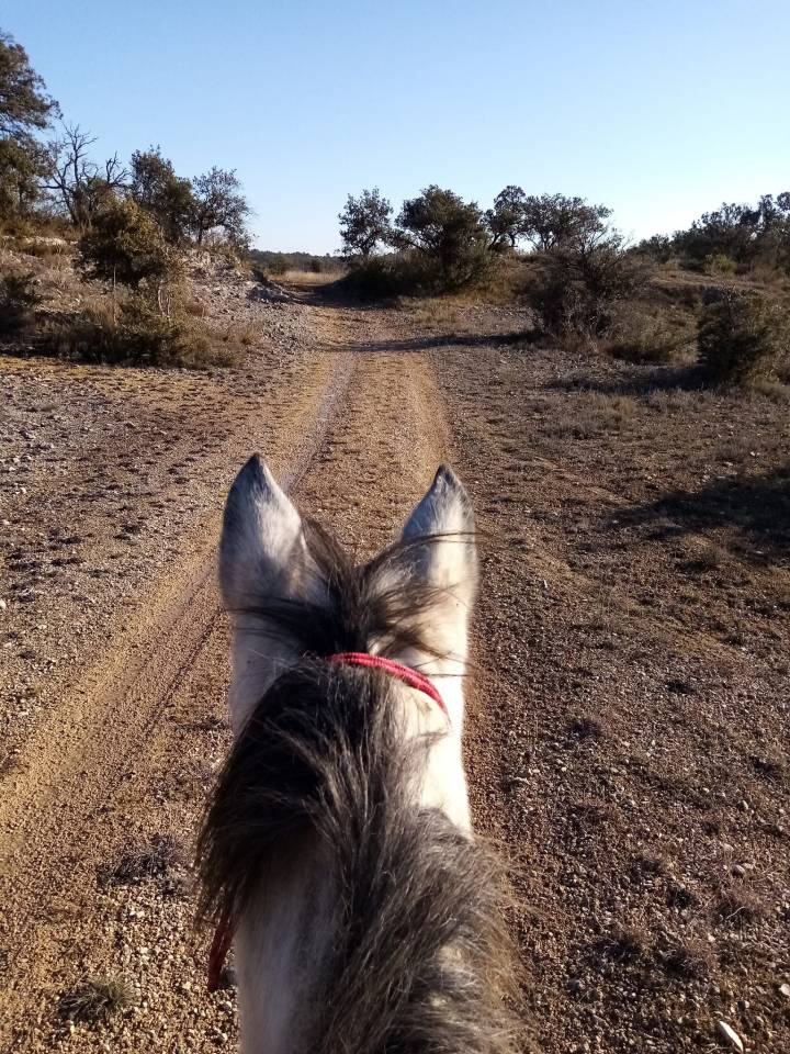 Pension pour chevaux