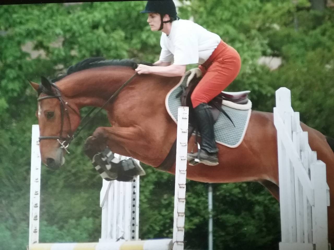 Pension pr&eacute; ou pr&eacute; box poney chevaux poulain