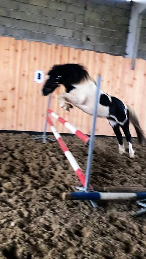 Pension pr&eacute; ou pr&eacute; box poney chevaux poulain