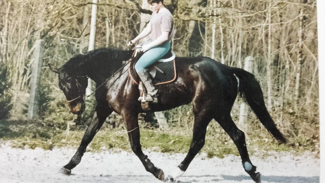 Pension pr&eacute; ou pr&eacute; box poney chevaux poulain