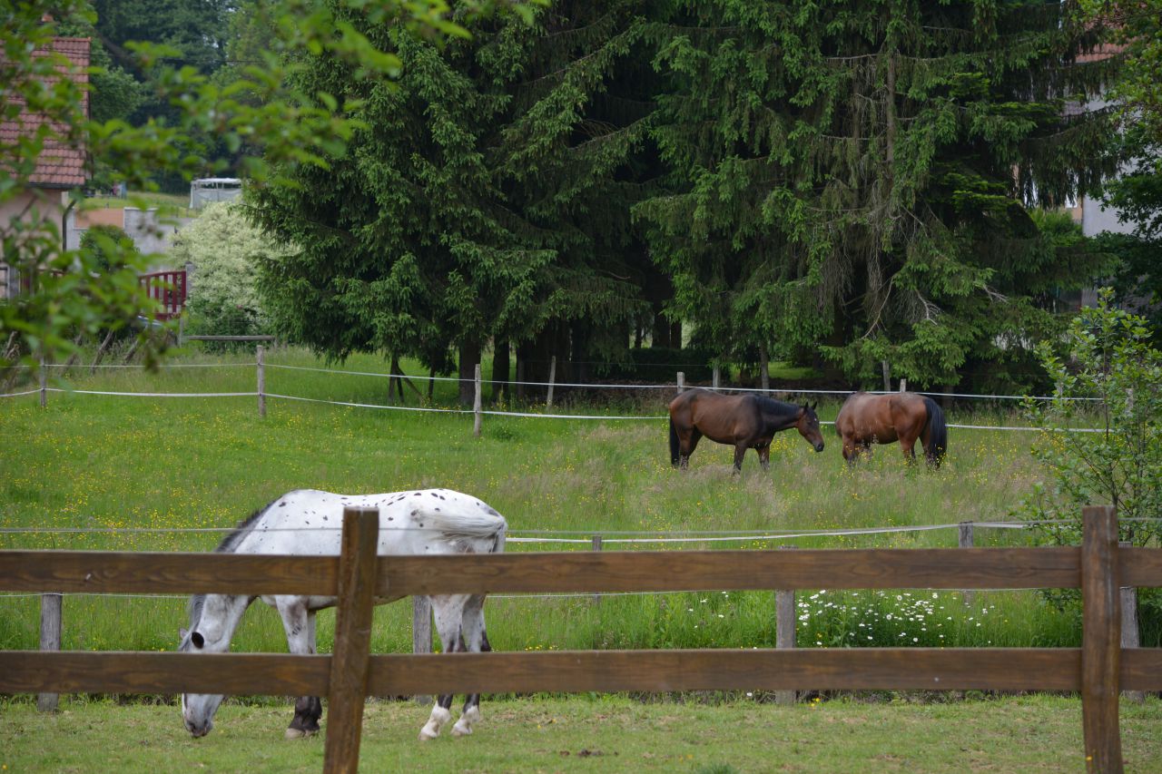 ECURIE DES 2 PONTS - Pension et valorisation chevaux