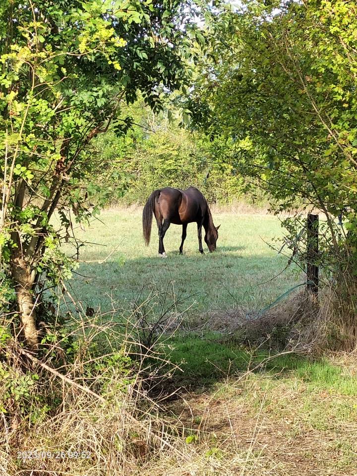ECURIE DE PROPRIETAIRES