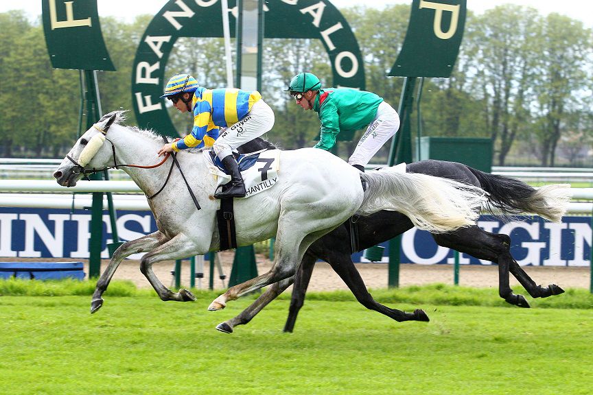 FLY WITH ME Pur-Sang agréé Selle Français