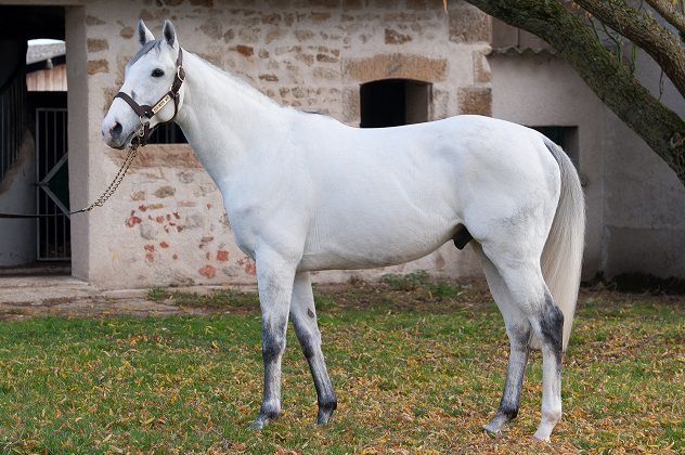 FLY WITH ME Pur-Sang agréé Selle Français