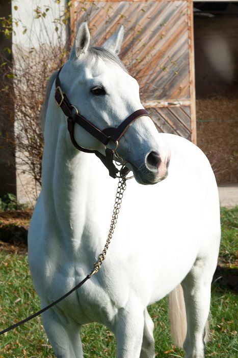 FLY WITH ME Pur-Sang agréé Selle Français