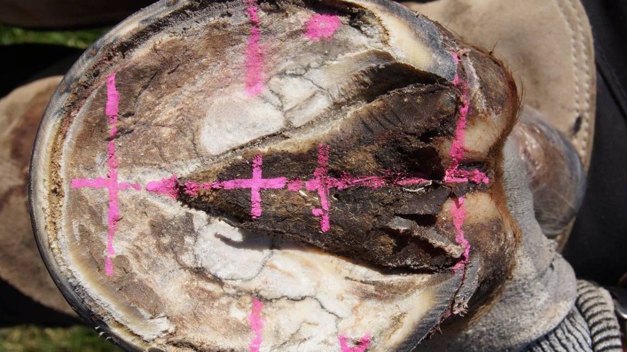 MARECHAL dé FERRANT PODOLOGUE