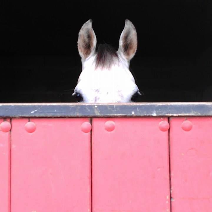 Bienvenus aux &eacute;curies Heinola ...