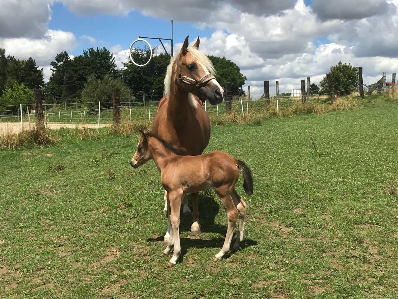 Séjour equestre - centre équestre de Montgareux 77