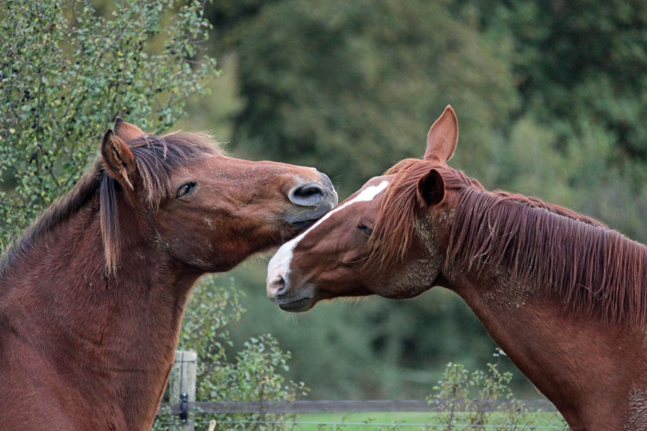 ECURIE DE LA MINIERE - PENSIONS SPORT, LOISIR & ELEVAGE