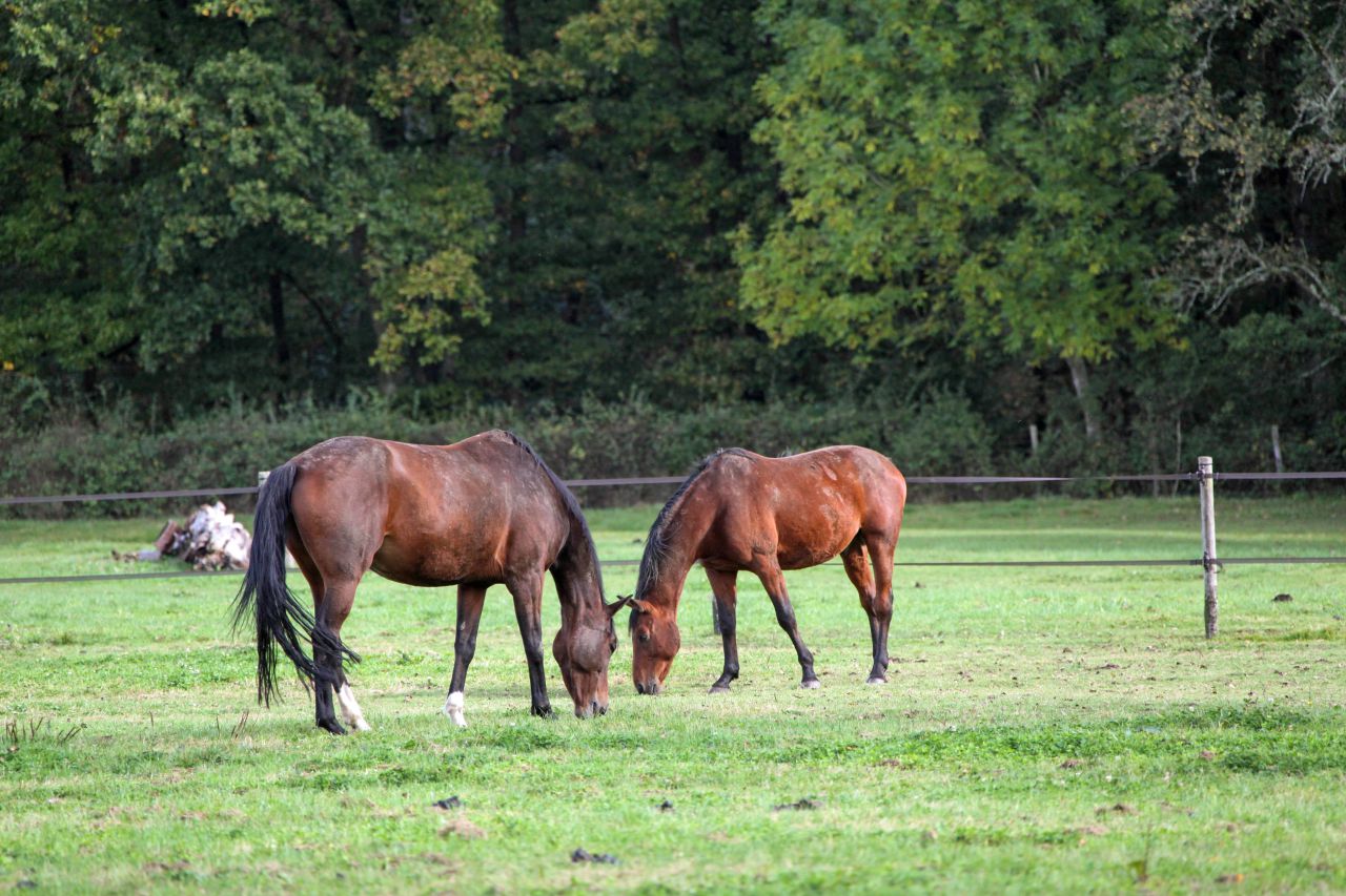 ECURIE DE LA MINIERE - PENSIONS SPORT, LOISIR & ELEVAGE