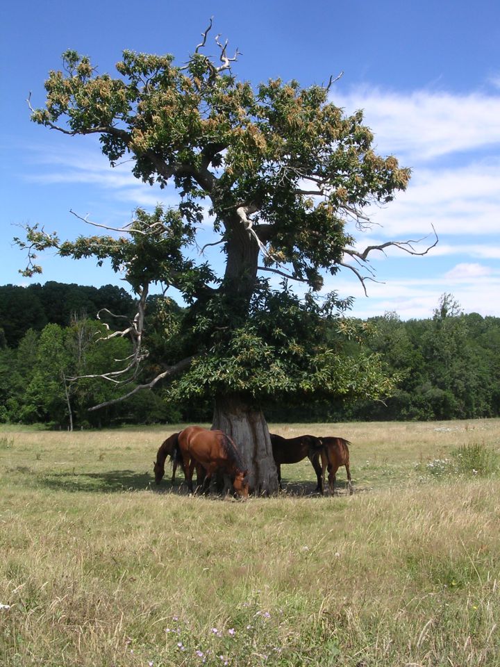 ECURIE DE LA MINIERE - PENSIONS SPORT, LOISIR & ELEVAGE