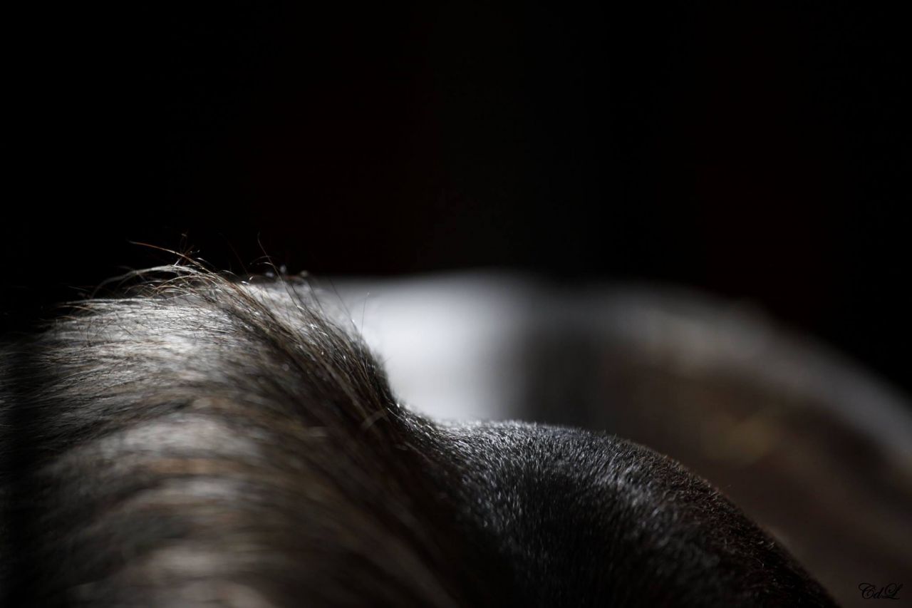 Photographe professionnelle