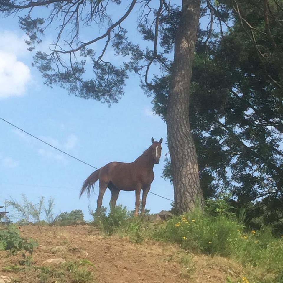 PENSION -TRAVAIL-DEBOURRAGE